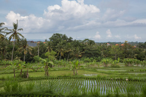 Оризови тераси на остров Бали