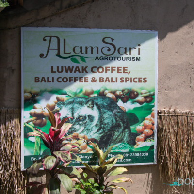 Ферма за кафе Kopi Luwak - снимки Бали