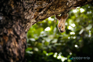 Squirrel eating - picture of Nusa Dua, Bali