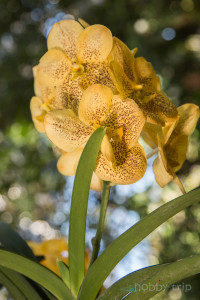 Orchidaceae - Royal Park Rajapruek, Chiang Mai, Thailand