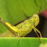 Grasshopper on a banana leaf