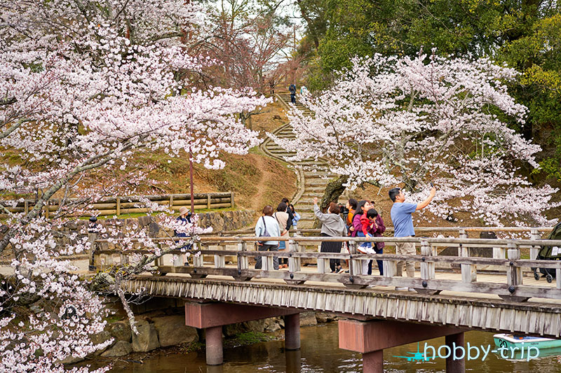 Cherry blossom in Japan