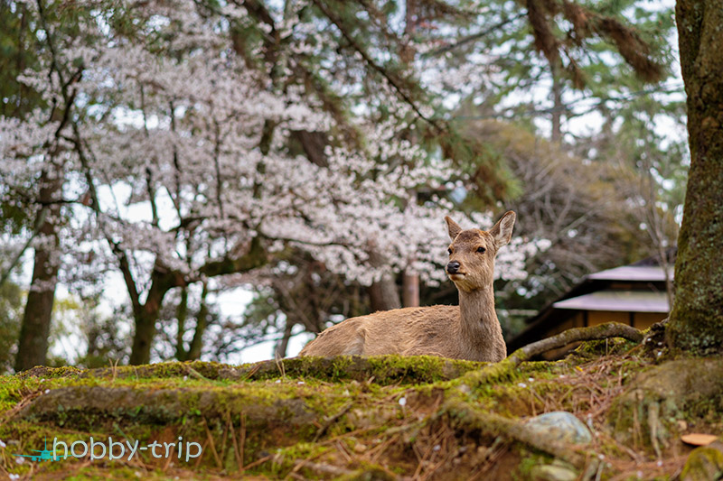 Nara park - cherry blossom