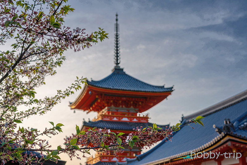 Sakura Kyoto