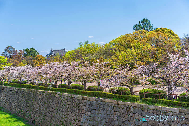 Sakura season in Japan - Osaka castle