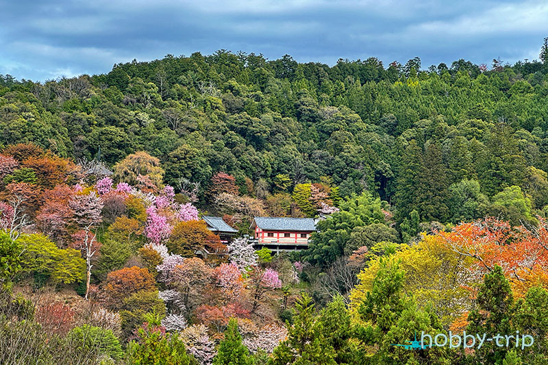 Sakura season in Japan