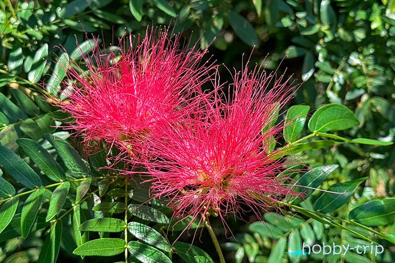 Perdana Botanical garden photos