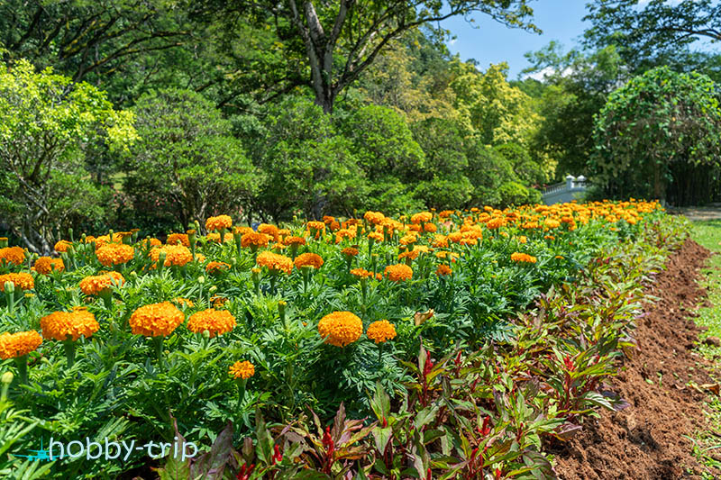 flowers Perdana Botanical Garden